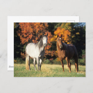 Cartão Postal Bob Langrish Dois Árabes em campo