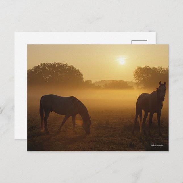 Cartão Postal Bob Langrish Dois Árabes Em Mist No Sunrise (Frente/Verso)