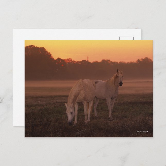 Cartão Postal Bob Langrish | Dois Cavalos Árabes Cinzas (Frente/Verso)