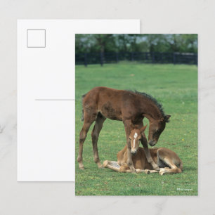 Cartão Postal Bob Langrish   Dois Potros de Cavalo Morgan Brinca