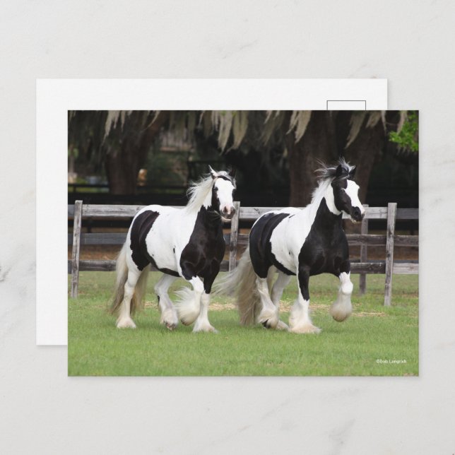 Cartão Postal Bob Langrish | Dois Vanners Ciganos Pretos e Branc (Frente/Verso)