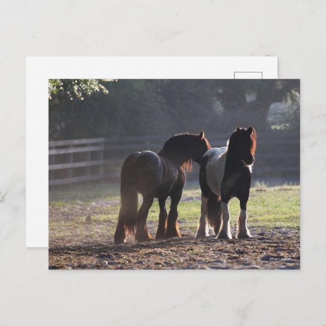 Cartão Postal Bob Langrish | Dois Vanners De Cigarro Em retroilu (Frente/Verso)