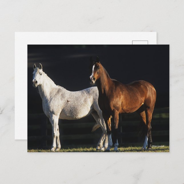 Cartão Postal Bob Langrish | Duas Áares Árabes À Luz Do Sol (Frente/Verso)