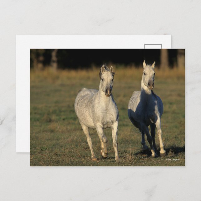 Cartão Postal Bob Langrish | Duas Cinzas árabes unidas (Frente/Verso)