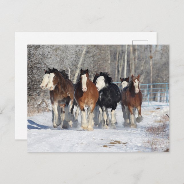 Cartão Postal Bob Langrish | Efetivos De Clydesdales Na Neve (Frente/Verso)