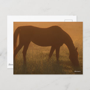 Cartão Postal Bob Langrish   Espira Árabe Na Cintura