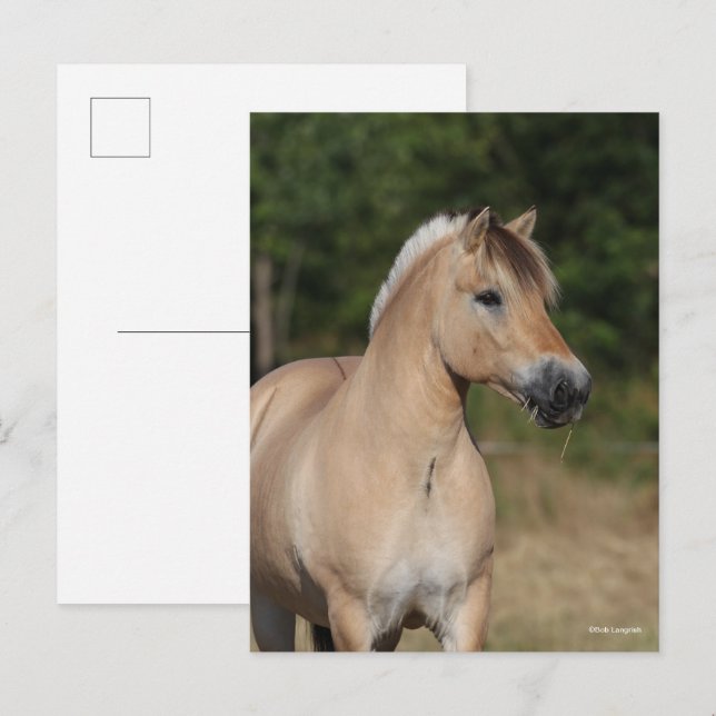 Cartão Postal Bob Langrish | Fjord Horse Standing Headshot (Frente/Verso)