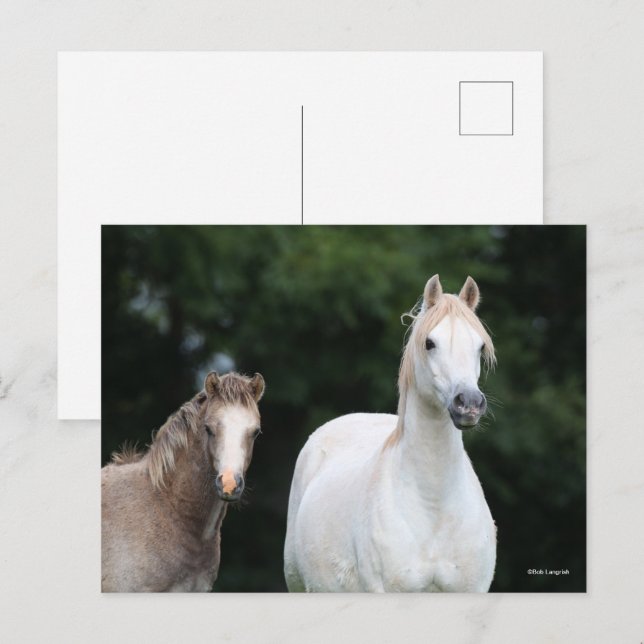 Cartão Postal Bob Langrish | Galês Pony Mare e Foal (Frente/Verso)