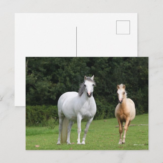 Cartão Postal Bob Langrish | Galês Pony Mare e Foal (Frente/Verso)