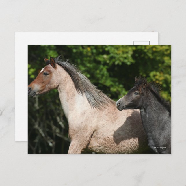 Cartão Postal Bob Langrish | Galês Pony Mare e Foal Headshot (Frente/Verso)