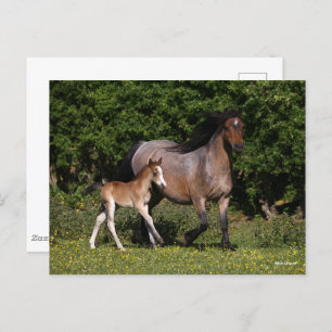Cartão Postal Bob Langrish   Galês Pony Mare e Foal Running