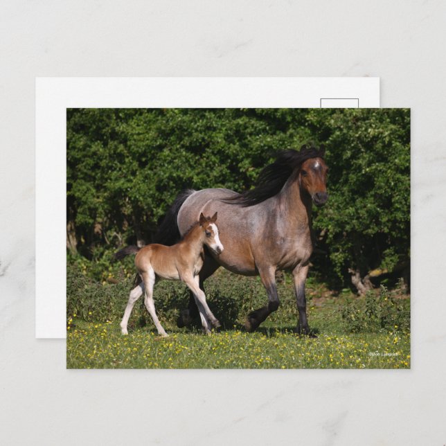 Cartão Postal Bob Langrish | Galês Pony Mare e Foal Running (Frente/Verso)