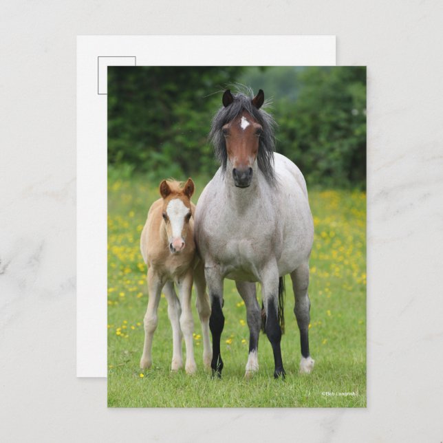 Cartão Postal Bob Langrish | Galês Pony Mare e Foal Standby (Frente/Verso)
