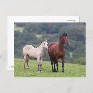 Cartão Postal Bob Langrish   Galês Pony Mare e Foal Standby