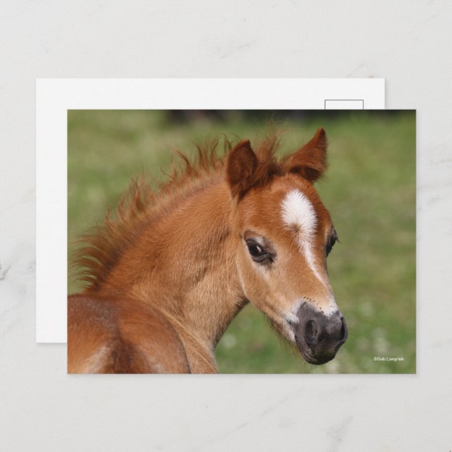 Cartão Postal Bob Langrish | Galsh Pony Foal Headshot (Frente/Verso)