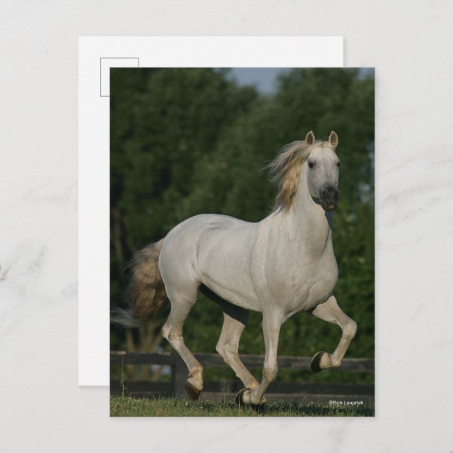 Cartão Postal Bob Langrish | Grey Andalucian Running (Frente/Verso)