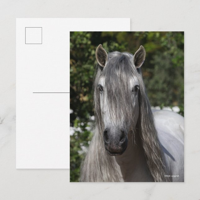 Cartão Postal Bob Langrish | Grey Andalucian Stallion headshot (Frente/Verso)