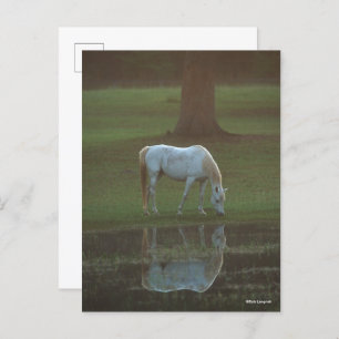 Cartão Postal Bob Langrish   Grey Arab Grazing Water Reflection