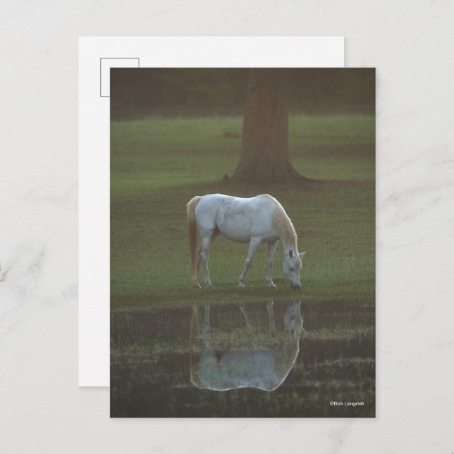 Cartão Postal Bob Langrish | Grey Arab Grazing Water Reflection (Frente/Verso)