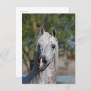 Cartão Postal Bob Langrish   Grey Arab Stallion Headshot