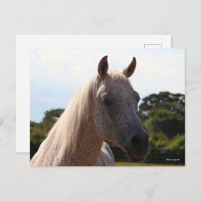 Cartão Postal Bob Langrish | Grey Arab Stallion Headshot Backlit (Frente/Verso)