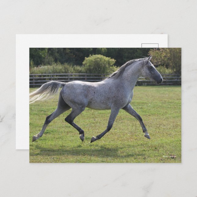 Cartão Postal Bob Langrish | Grey Arab Stallion Running Backlit (Frente/Verso)