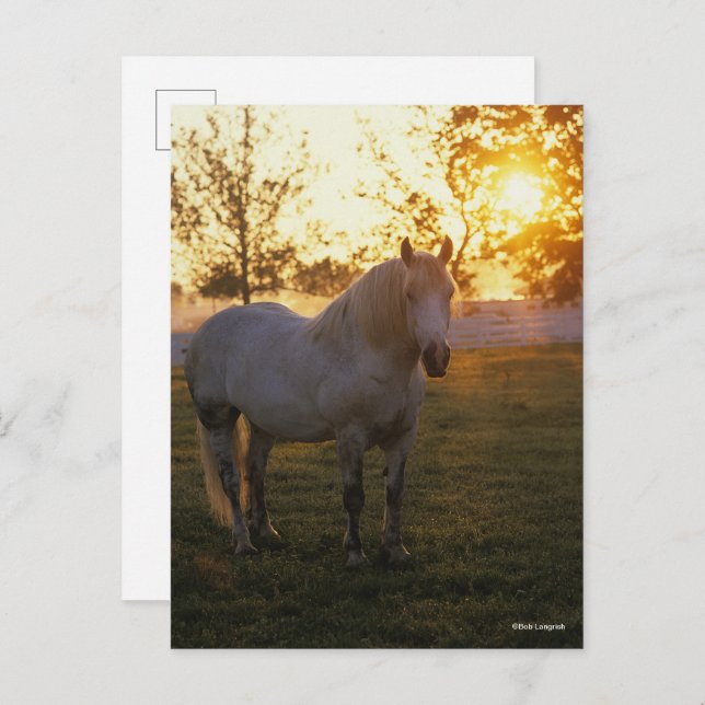 Cartão Postal Bob Langrish | Grey Percheron Standing In Sunset (Frente/Verso)