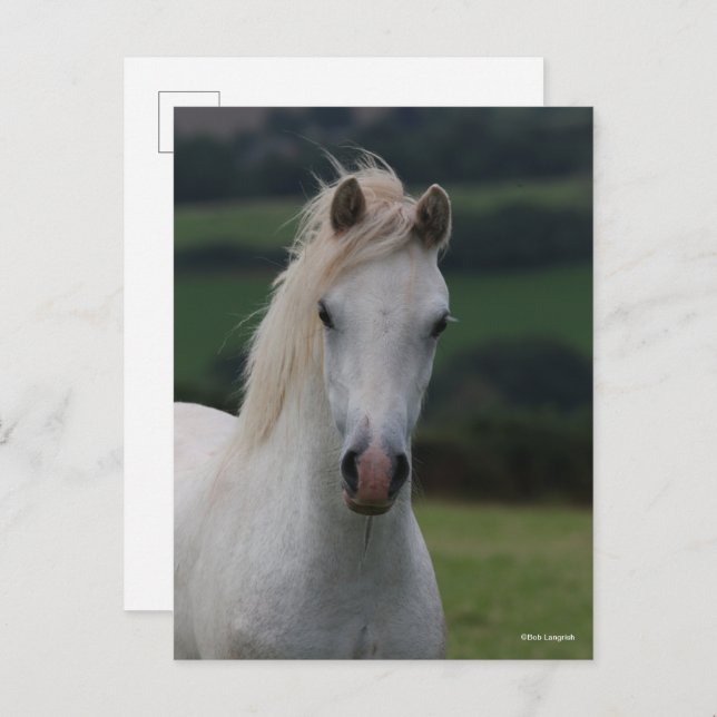 Cartão Postal Bob Langrish | Grey Welsh Pony Headshot (Frente/Verso)