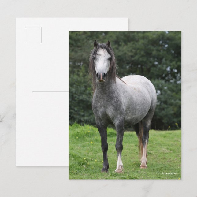 Cartão Postal Bob Langrish | Grey Welsh Pony Standing (Frente/Verso)