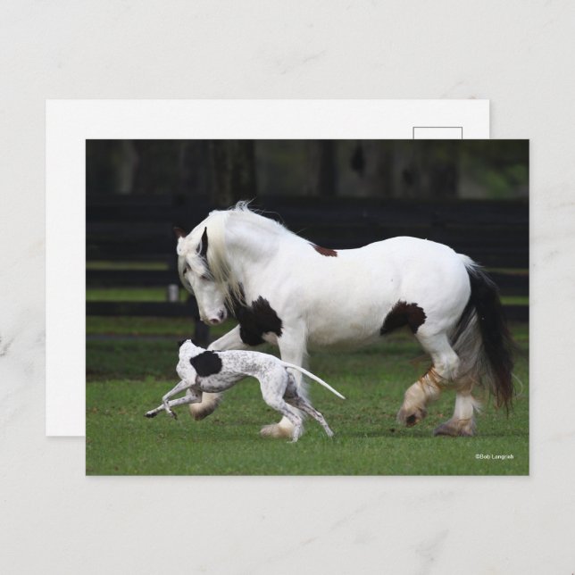 Cartão Postal Bob Langrish Gypsy Vanner e Cachorro Correndo Junt (Frente/Verso)