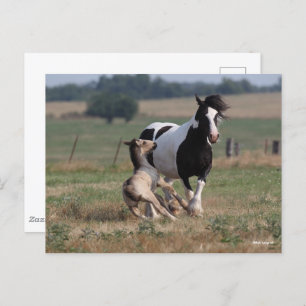Cartão Postal Bob Langrish   Gypsy Vanner Mare and Foal