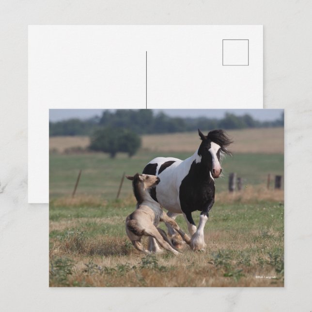 Cartão Postal Bob Langrish | Gypsy Vanner Mare and Foal (Frente/Verso)