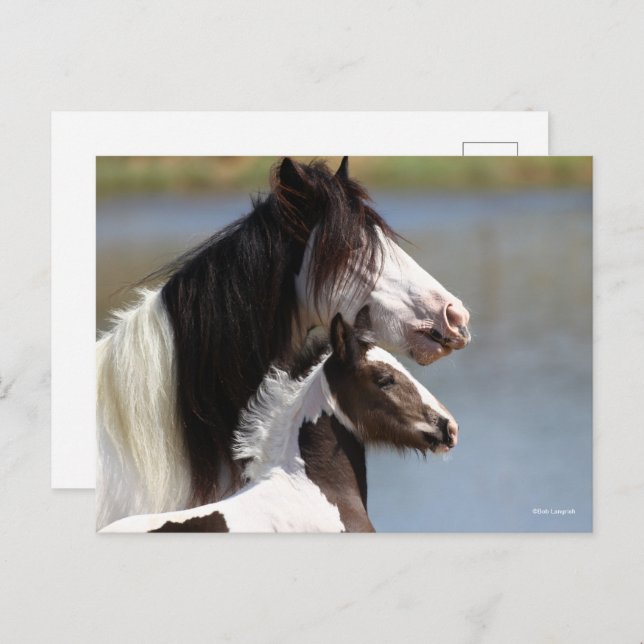 Cartão Postal Bob Langrish | Gypsy Vanner Mare and Foal Headshot (Frente/Verso)