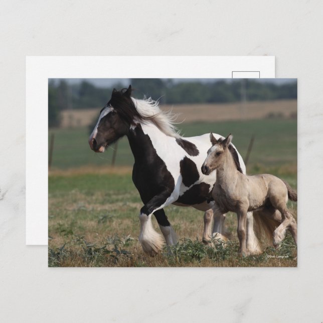 Cartão Postal Bob Langrish | Gypsy Vanner Mare and Foal Running (Frente/Verso)