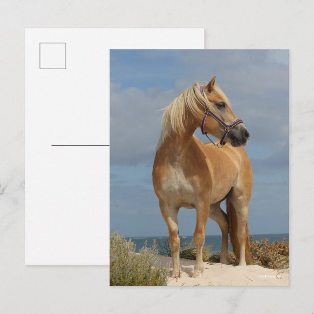 Cartão Postal Bob Langrish | Haflinger Em Praia (Frente/Verso)