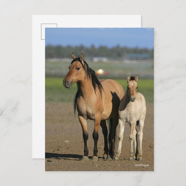 Cartão Postal Bob Langrish Kiger Mustang Mare and Foal Standing (Frente/Verso)