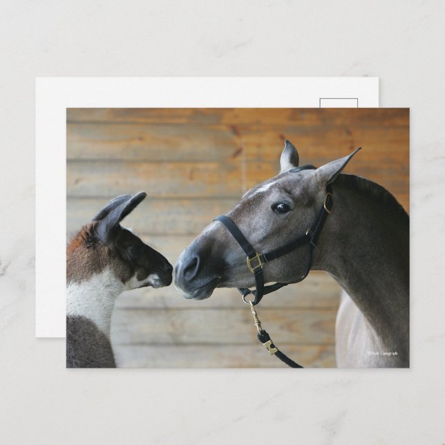 Cartão Postal Bob Langrish Llama e o Capa do Encontro Andalucian (Frente/Verso)