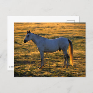 Cartão Postal Bob Langrish   Luz-de-costas árabe