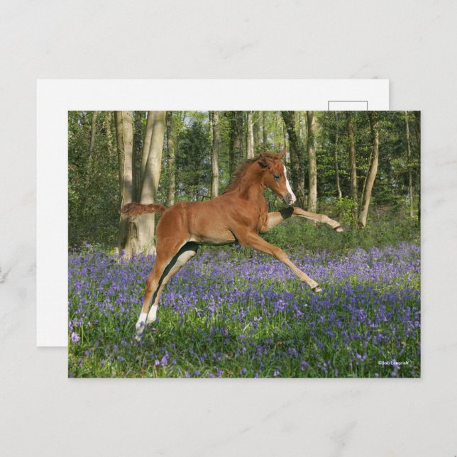 Cartão Postal Bob Langrish | Morgan Foal Leaping With Bluebells (Frente/Verso)