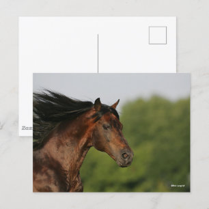 Cartão Postal Bob Langrish   Morgan Horse Headshot Fluindo Mane