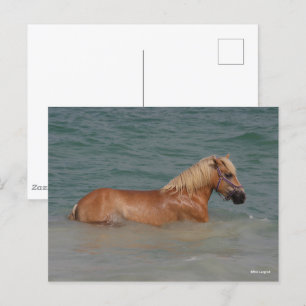 Cartão Postal Bob Langrish   Nadação De Cavalos De Haflinger No
