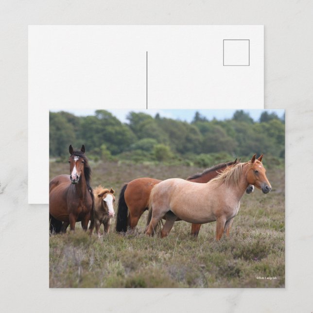 Cartão Postal Bob Langrish | Novos pôneis e galos florestais (Frente/Verso)