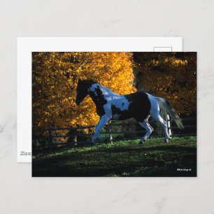 Cartão Postal Bob Langrish   Paint Horse Running Autumn