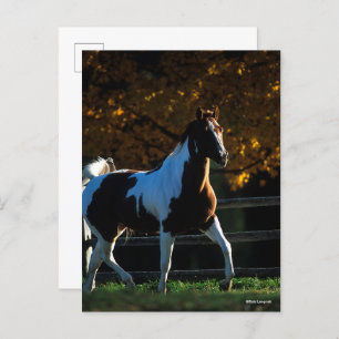 Cartão Postal Bob Langrish   Paint Horse Walking Backlile Autumn