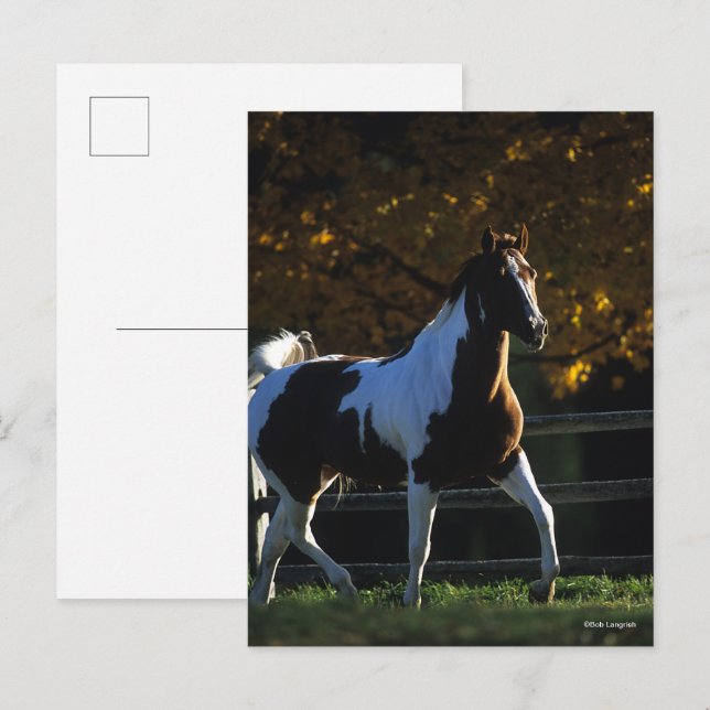 Cartão Postal Bob Langrish | Paint Horse Walking Backlile Autumn (Frente/Verso)