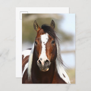 Cartão Postal Bob Langrish   Paint Stallion Headshot
