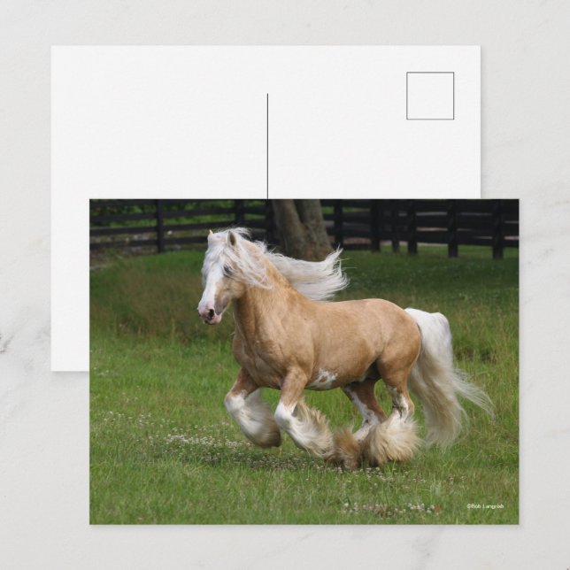 Cartão Postal Bob Langrish | Palomino Gypsy Vanner Horse Running (Frente/Verso)