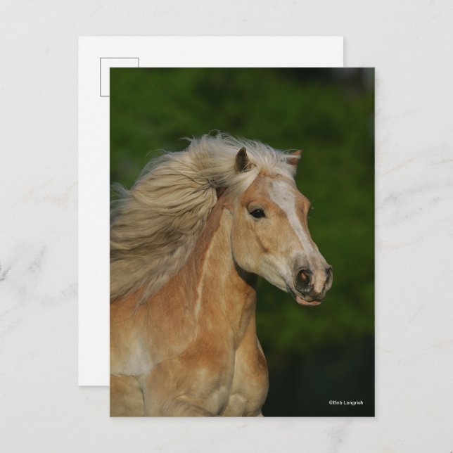 Cartão Postal Bob Langrish | Palomino Haflinger Captura (Frente/Verso)