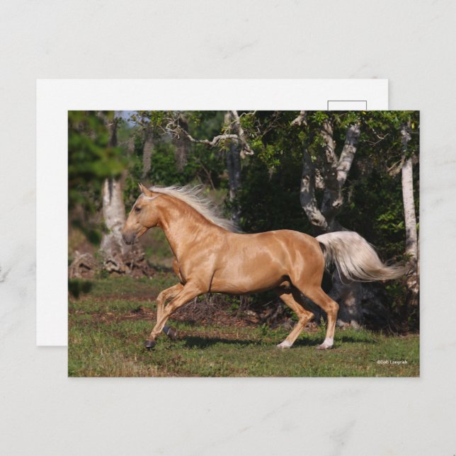 Cartão Postal Bob Langrish | Palomino Lusitano Stallion Running (Frente/Verso)