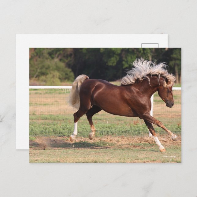 Cartão Postal Bob Langrish | Palomino Morgan Horse Bucking (Frente/Verso)